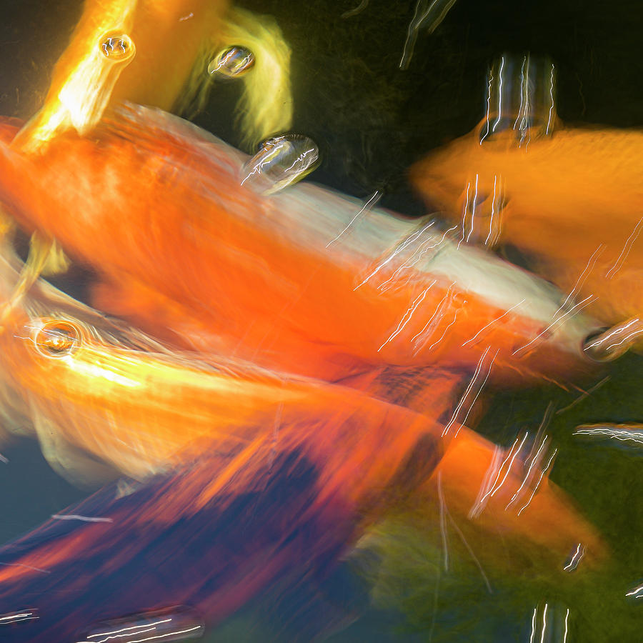 Fish Photograph -  Koi #4 by Mark Mille
