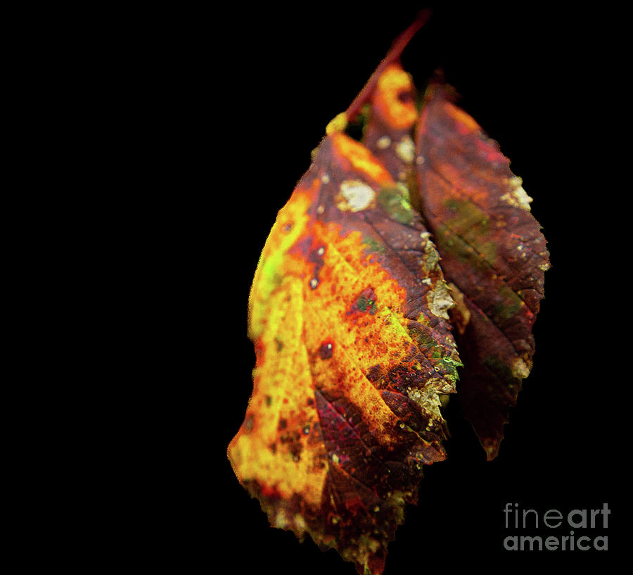 Leaves #4 Photograph by Manoj Singh