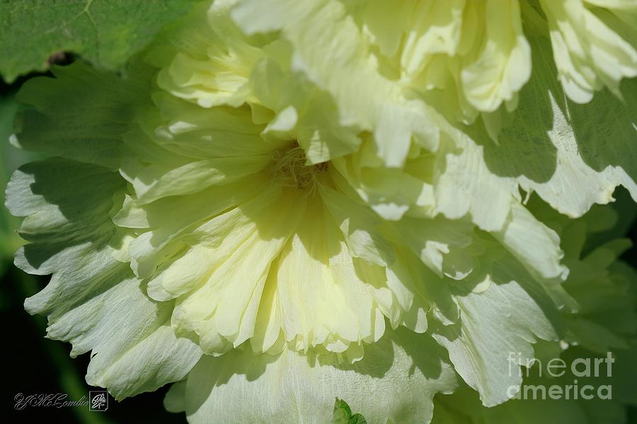 Flower Photograph - Lemon Hollyhock from the Spring Celebrities Formula Mix #1 by J McCombie