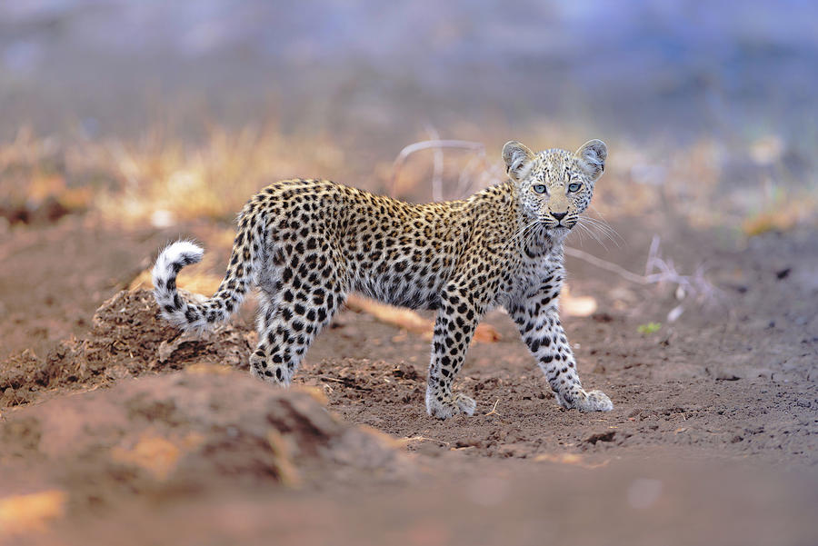 Leopard Cub Baby Leopard Photograph By Ozkan Ozmen