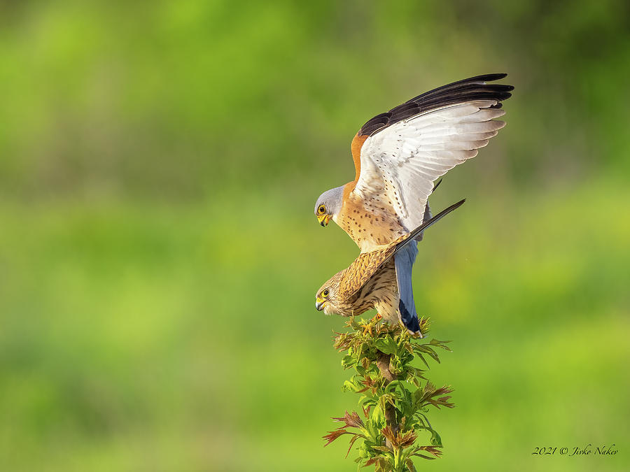 Lesser Kestrel - Falco Naumanni Photograph
