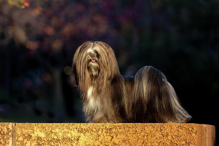Lhasa Apso in Full Coat Photograph by Diana Andersen