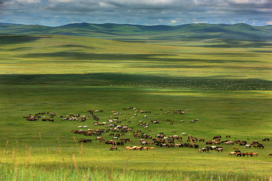 Life of Countryside #4 Photograph by Bat-Erdene Baasansuren