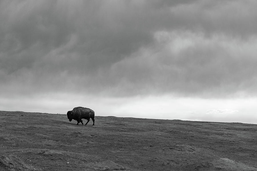 Lone buffalo at Theodore Roosevelt National Park in North Dakota in black and white #4 Photograph by Eldon McGraw