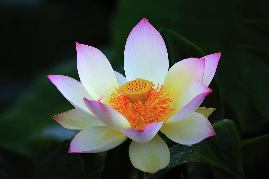 Lotus Flower #4 Photograph by Shixing Wen
