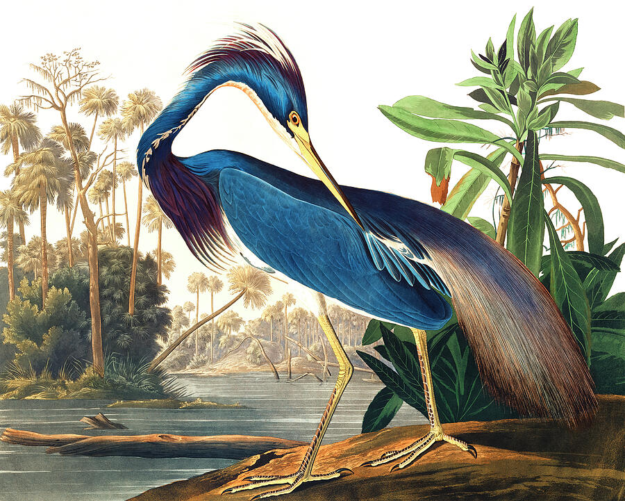 John James Audubon Drawing - Louisiana Heron by John James Audubon by Mango Art