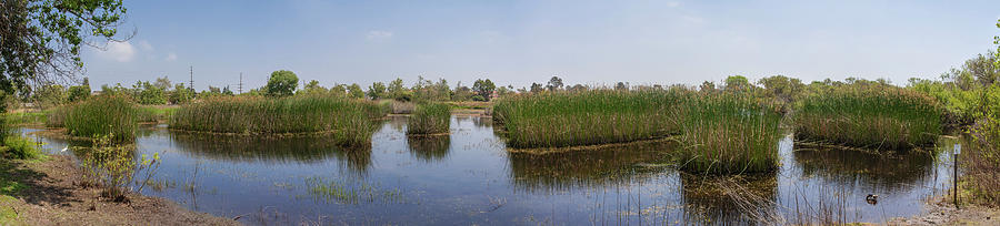 Torrance Photograph - Madrona Marsh Wetlands is a vernal freshwater marsh and is appro #3 by Peter Bennett