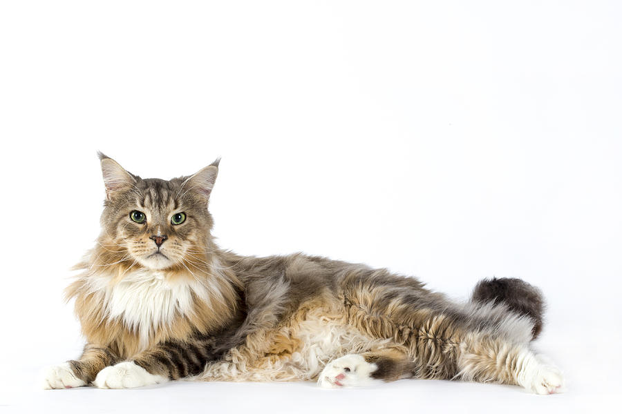 Maine coon #4 Photograph by Agency Animal Picture