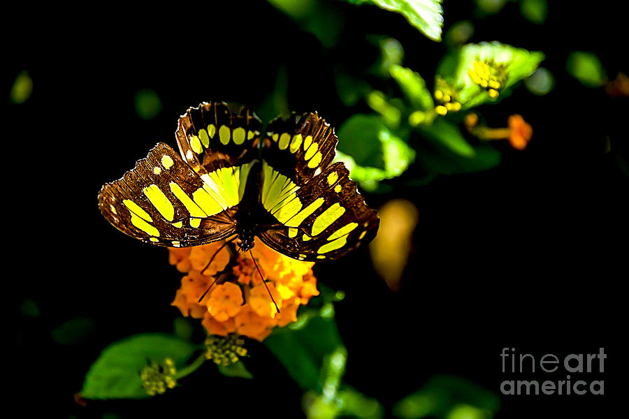 Malachite Butterfly #4 Digital Art by Tammy Keyes