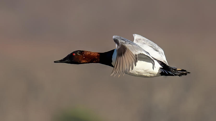 Male Canvasback duck in flight Photograph by William Krumpelman - Fine ...