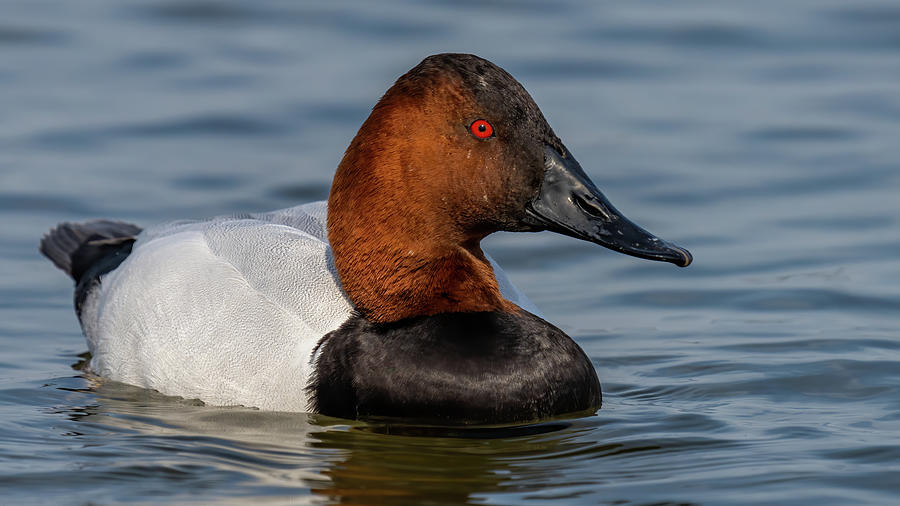 Male Canvasback Duck Photograph by William Krumpelman - Fine Art America