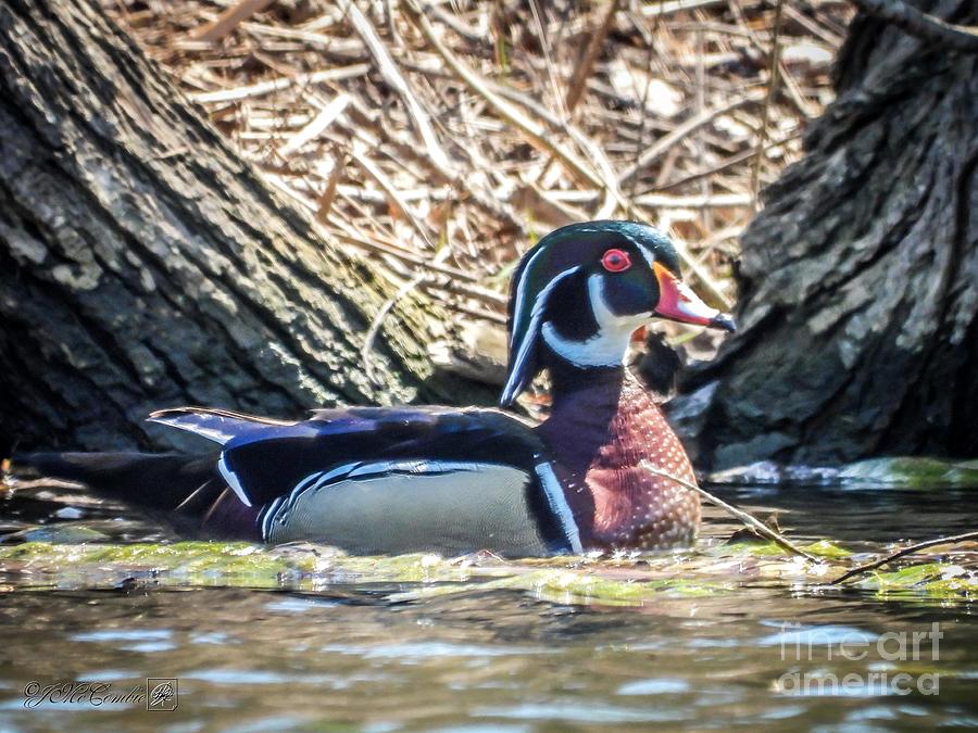 Male Wood Duck #1 Photograph by J McCombie