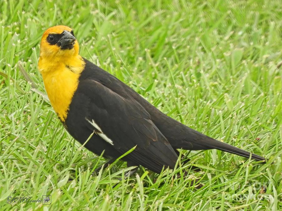 Male Yellow-Headed Blackbird #4 Photograph by J McCombie