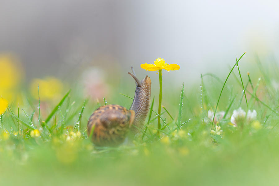 Microcosmos, macrophotography of snail and flowers #4 Photograph by MathieuRivrin