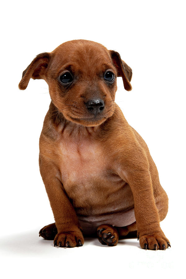 Miniatur Pinscher Puppy Photograph