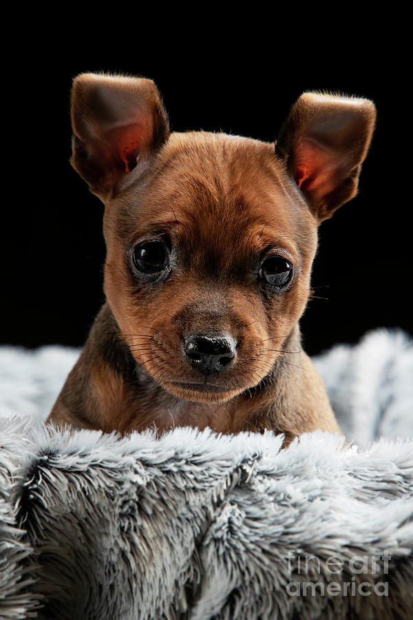 Miniatur Pinscher Puppy #4 Photograph by Gunnar Orn Arnason