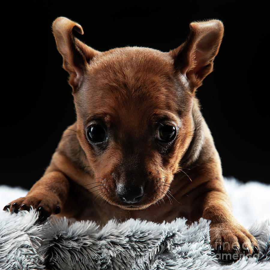 Minpin Puppy #4 Photograph by Gunnar Orn Arnason