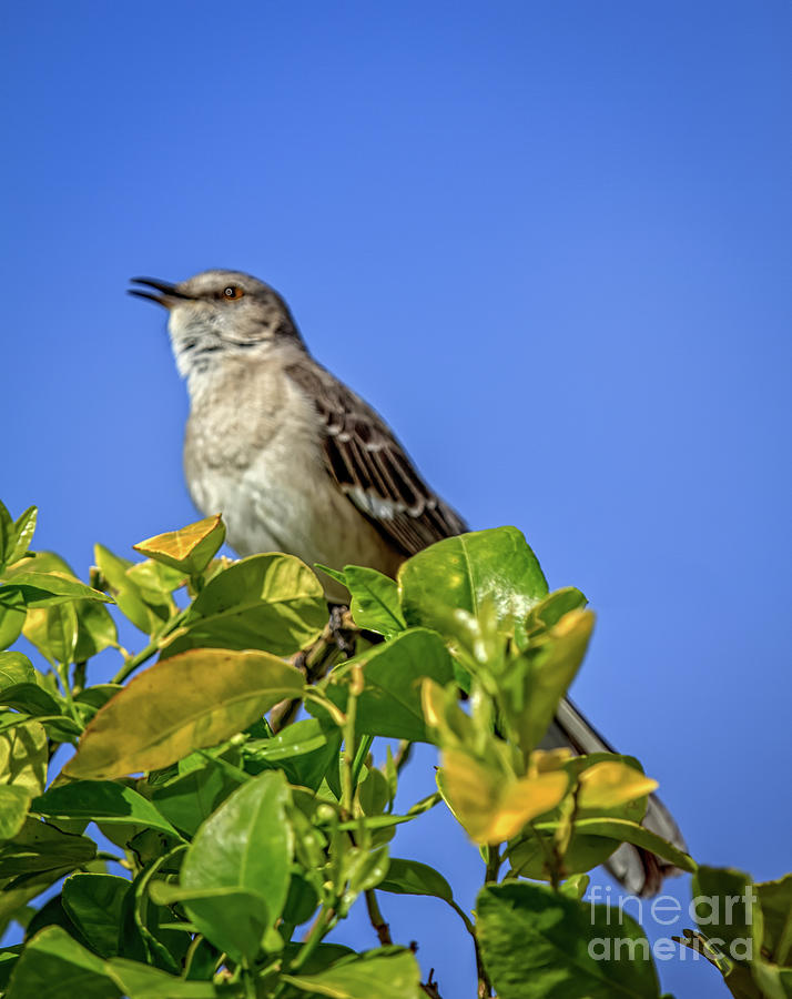  Mockingbird  #3 Photograph by Robert Bales