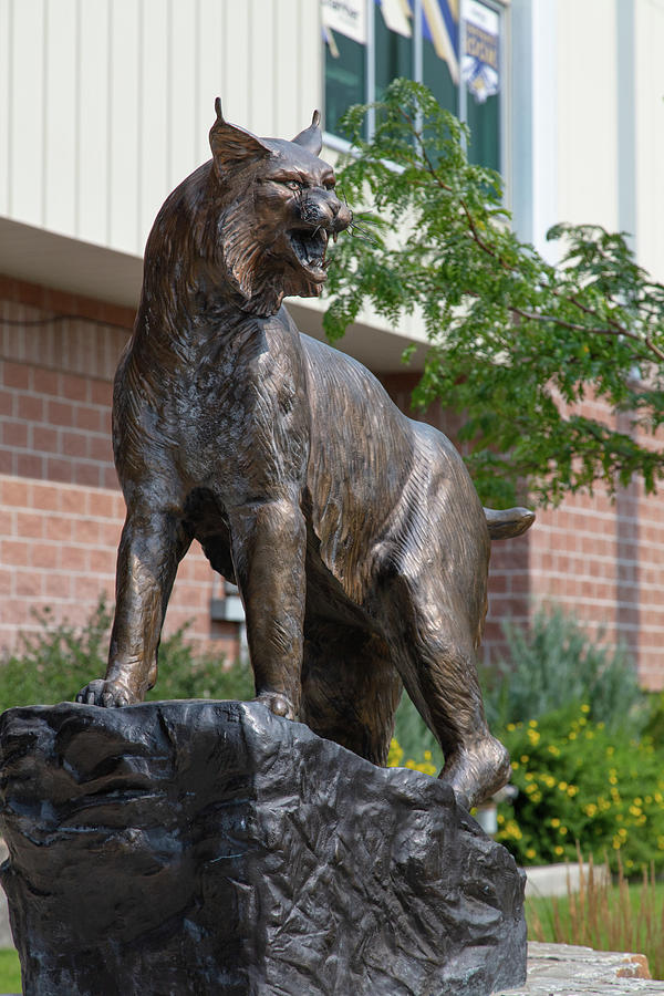 Montana State University Bobcat statue Photograph by Eldon McGraw ...