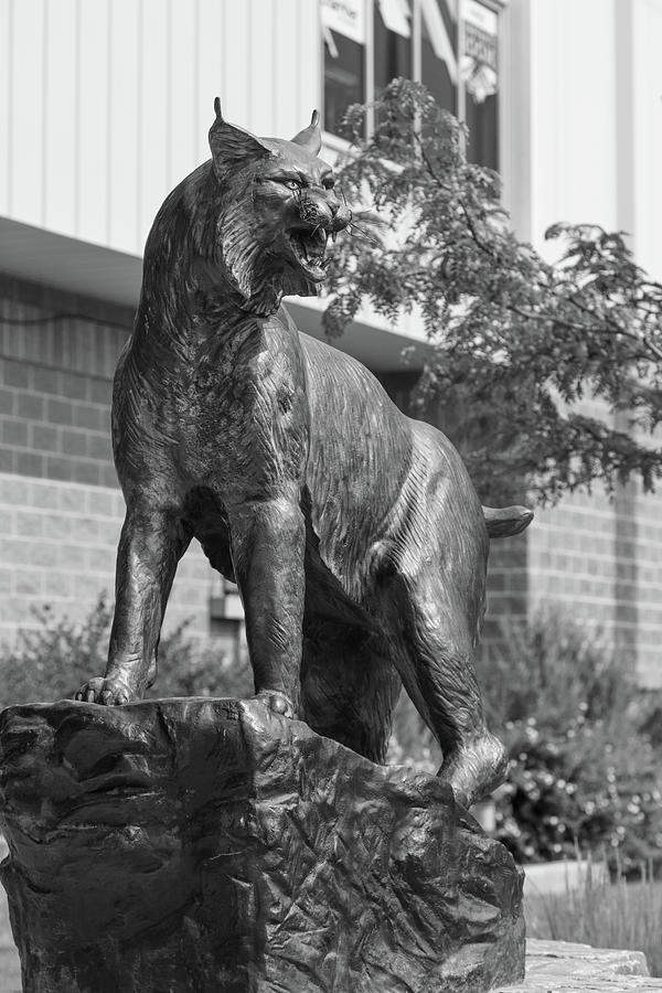 Montana State University Bobcat statue in black and white #4 Photograph by Eldon McGraw