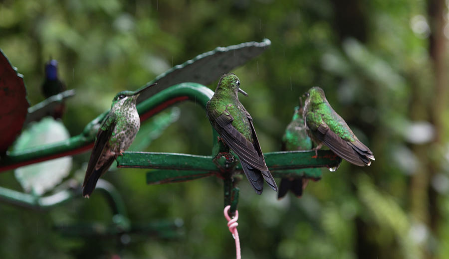 Monteverde Hummingbirds Digital Art