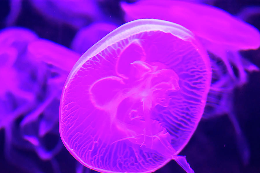 Moon jellyfish Aurelia aurita purple translucent color and dark ...