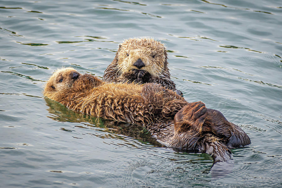 Mother and Baby Sea Otter Photograph by Rik Strickland - Fine Art America