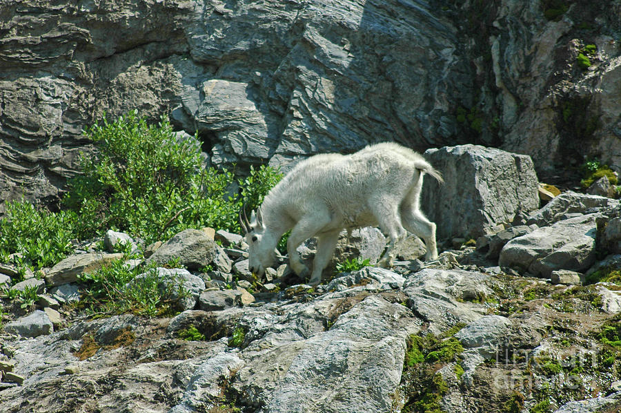 Mountain Goat #4 Photograph by Cindy Murphy
