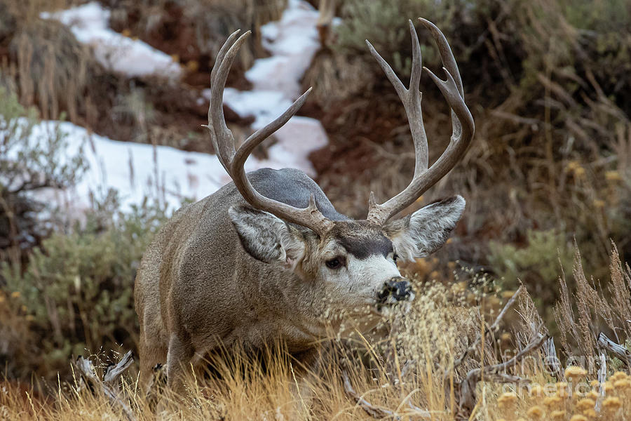 Mule Deer Buck Photograph by Greg Bergquist - Fine Art America