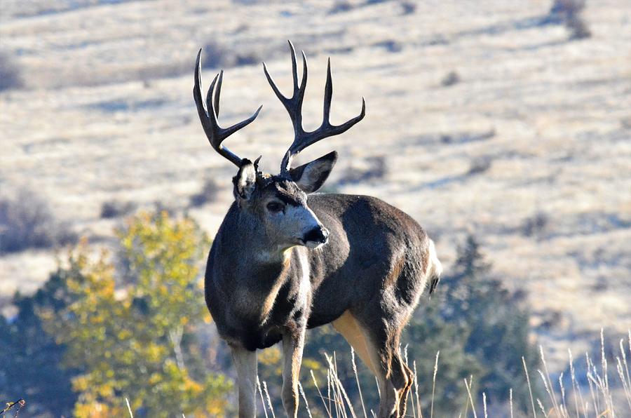 Mule Deer Buck Photograph by John Warness | Fine Art America