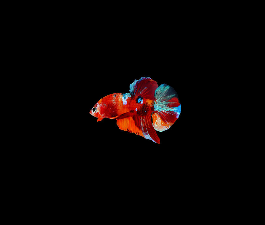 Multicolor Betta Fish #4 Photograph by Sambel Pedes