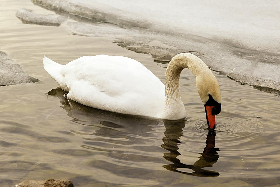 Mute swan #4 Photograph by SAURAVphoto Online Store