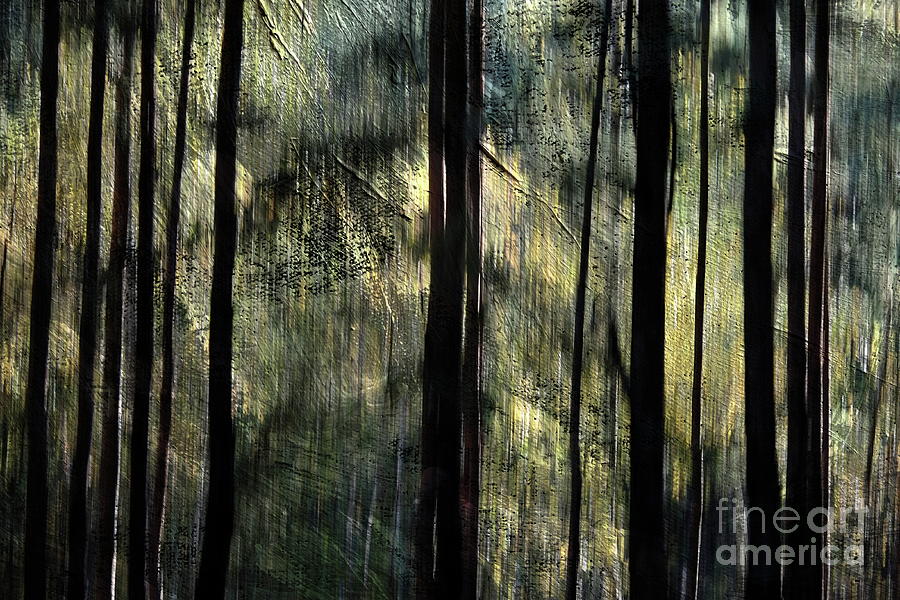 Mystical Forest #4 Photograph by Dariusz Gudowicz