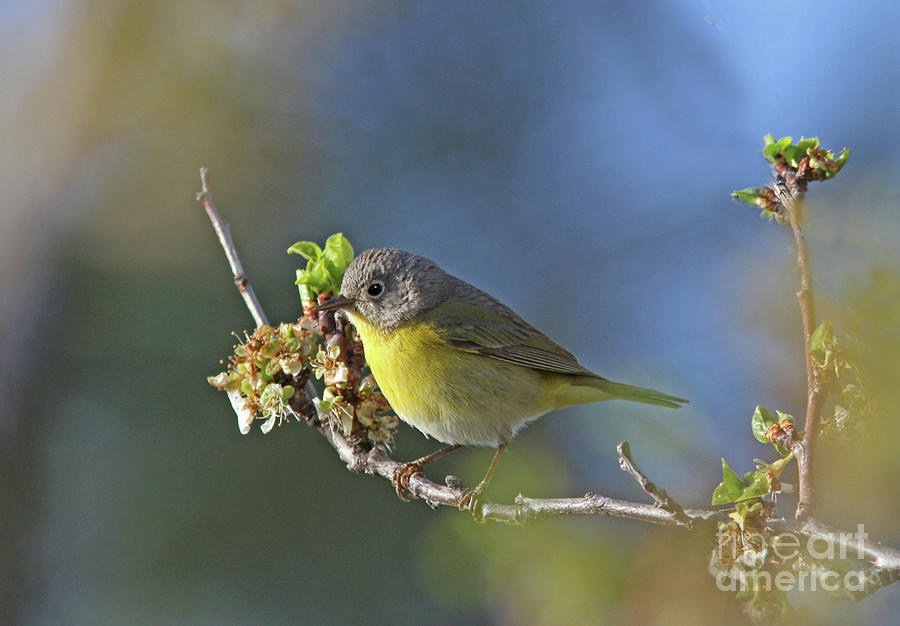 Nashville Warbler #4 Photograph by Gary Wing
