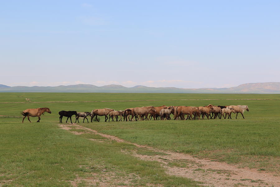Nature in Mongolia #4 Photograph by Otgon-Ulzii
