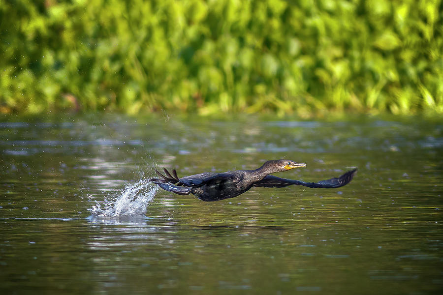 Neotropic Cormorant Guarinocito Caldas Colombia #4 Photograph by Adam Rainoff