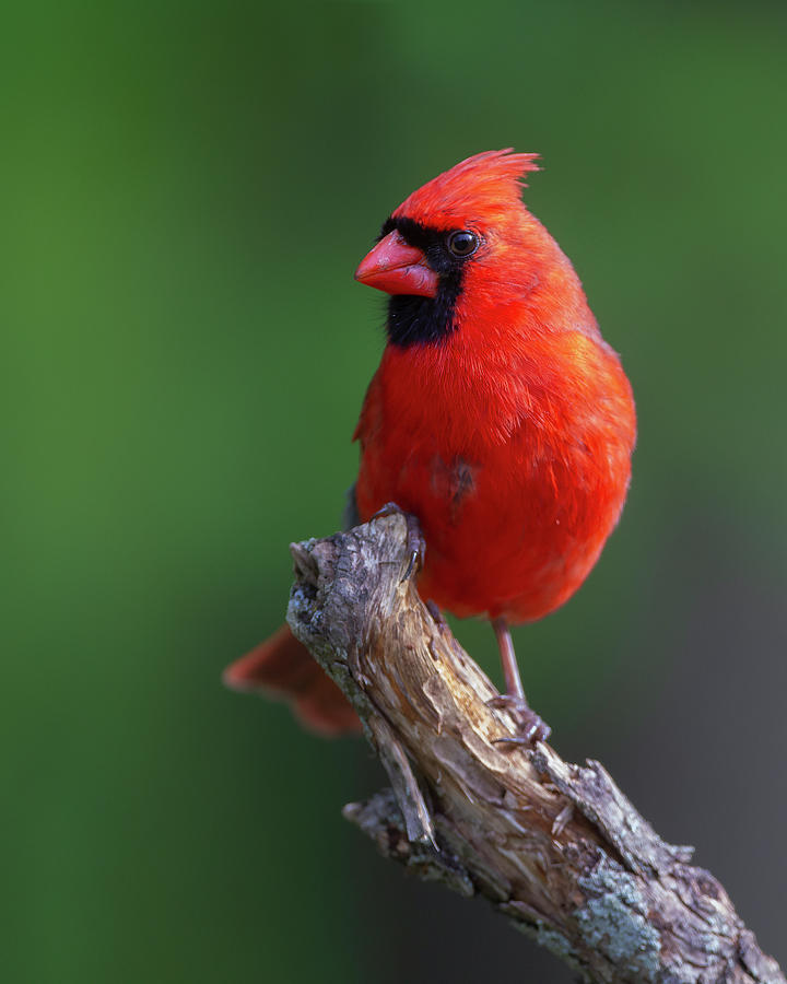Northern Cardinal #4 Photograph by Timothy McIntyre