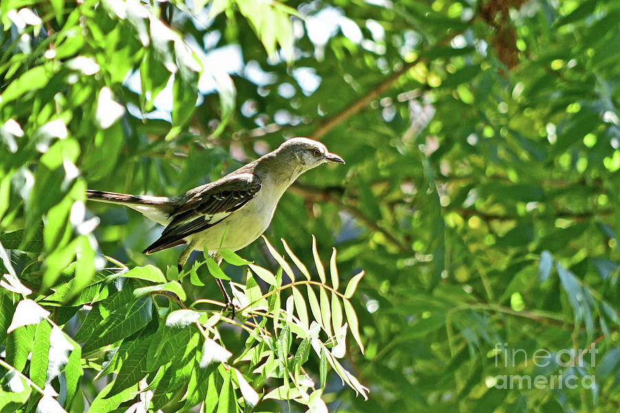 Northern Mockingbird #4 Photograph by Amazing Action Photo Video