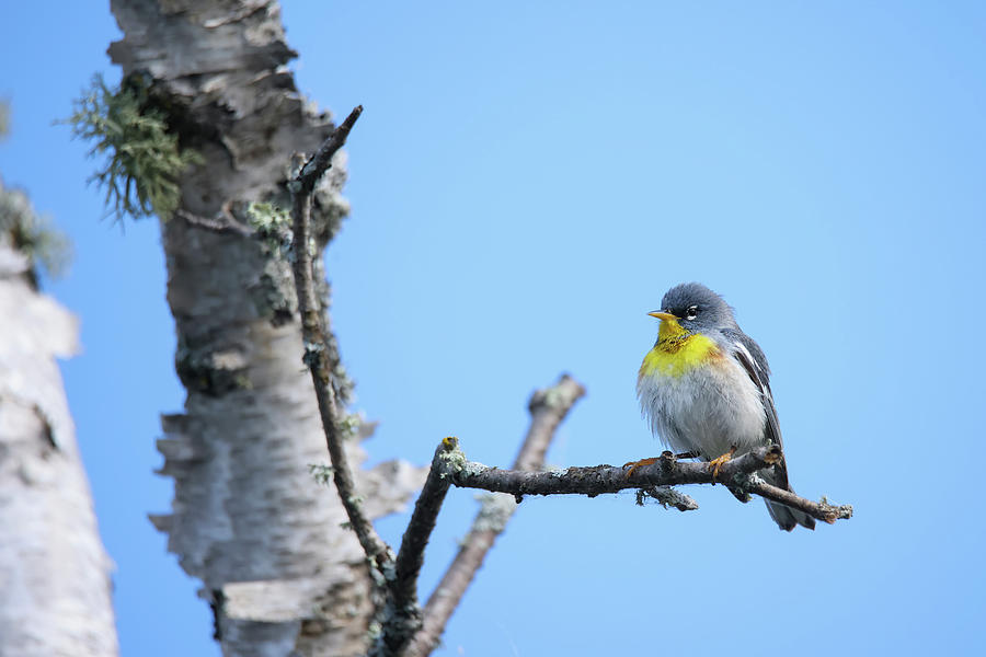 Northern Parula #4 Photograph by Brook Burling