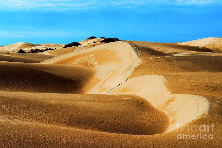 Pismo Beach Sand Dunes: The Essential Guide to Visiting Oceano Dunes