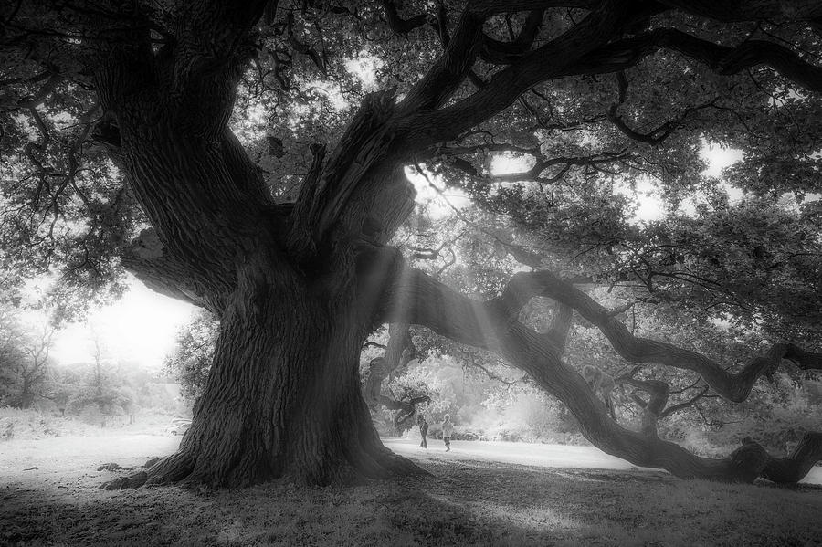 Old oak  #4 Photograph by Remigiusz MARCZAK