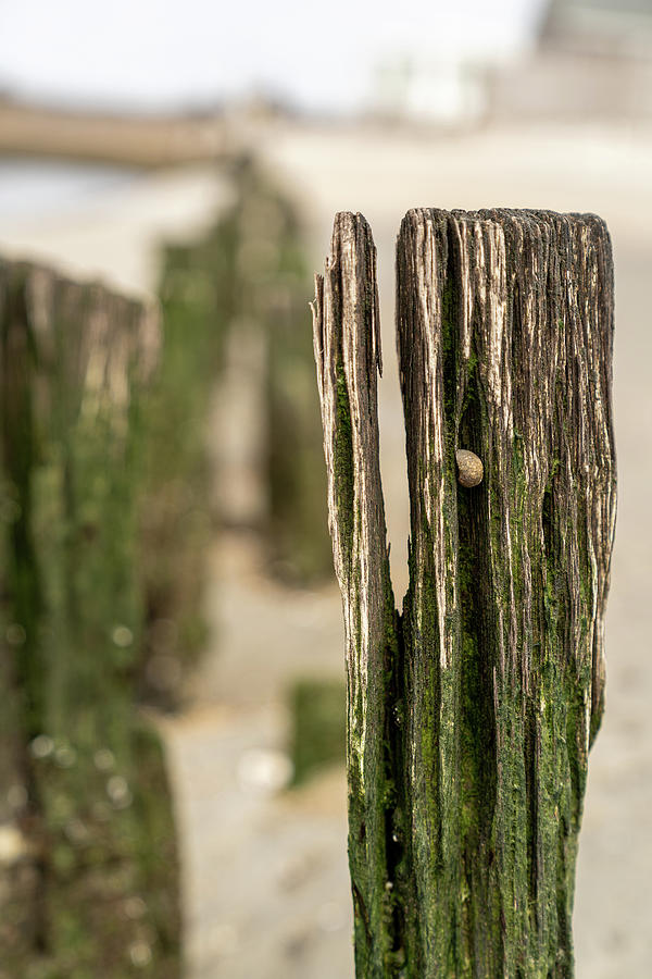 Old pilings in a tidal flat #4 Photograph by Kyle Lee