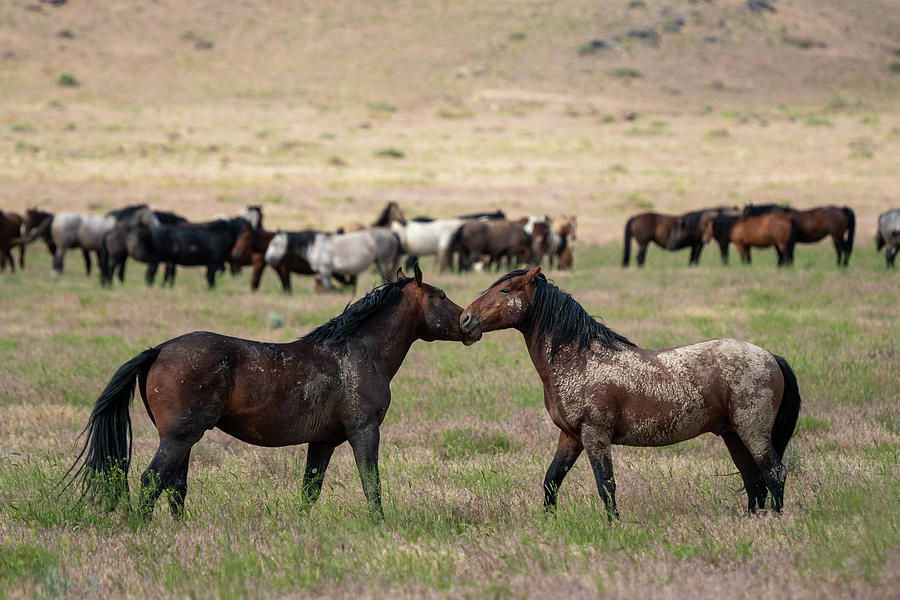 Onaqui Wild Horses #4 Photograph by Wesley Aston