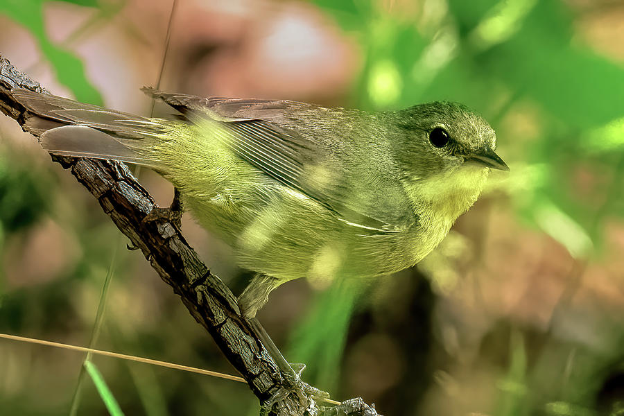 Orange-crowned Warbler #4 Photograph by Timothy Anable