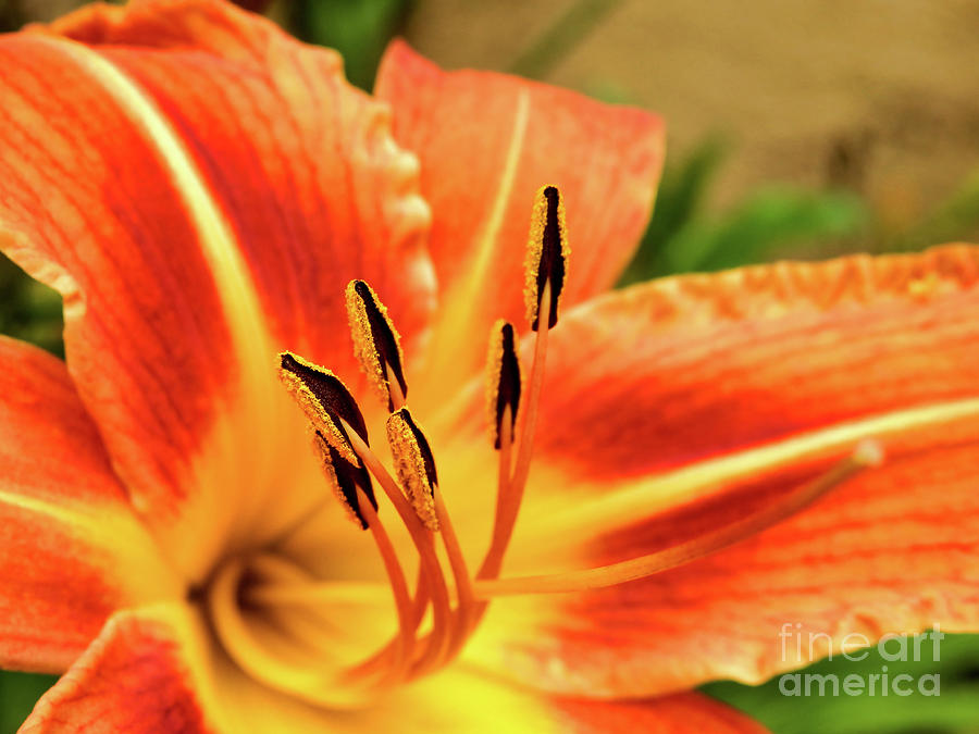Lily Photograph - Orange Tiger Lily #4 by Stephen Farhall