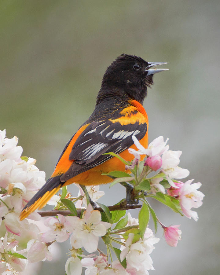Oriole #4 Photograph by Timothy McIntyre