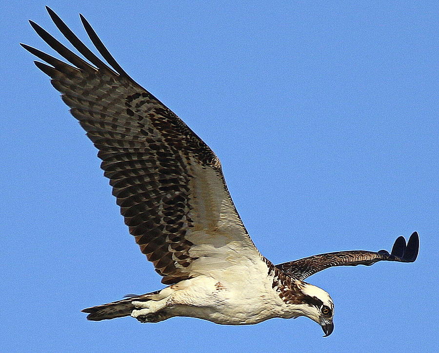 osprey hunting