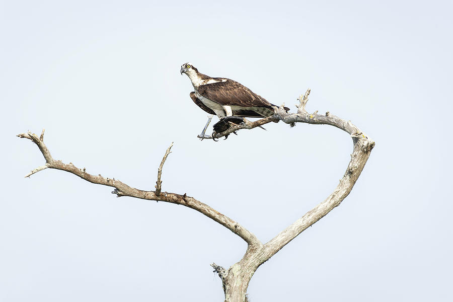 Osprey with Fish #4 Photograph by Fran Gallogly