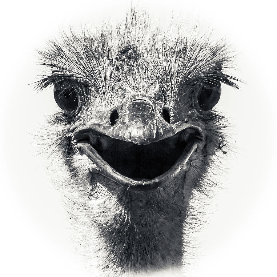 OSTRICH Struthio camelus #4 Photograph by Keith Carey