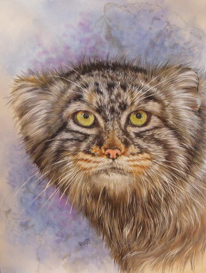 Wildlife Mixed Media - Pallas Cat by Barbara Keith